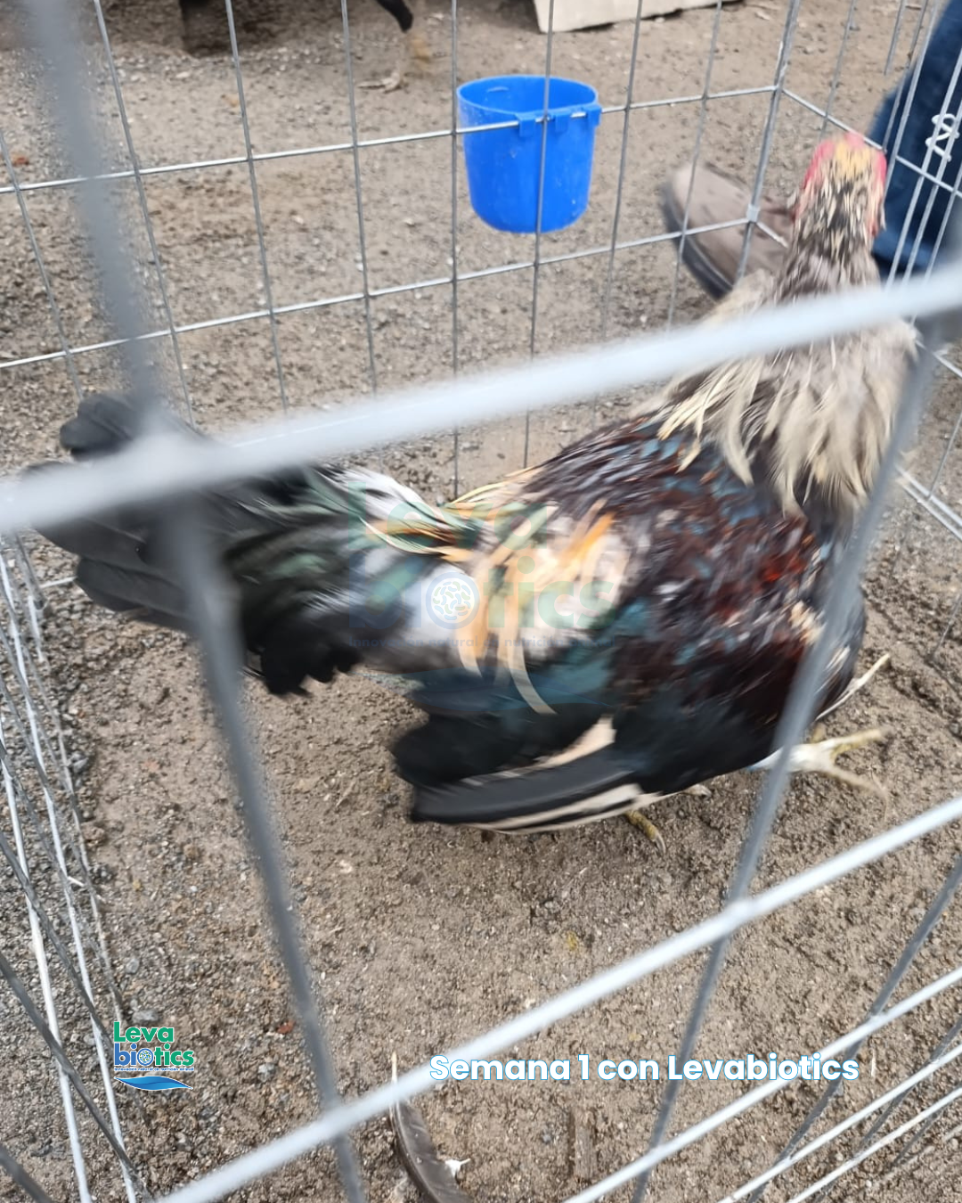 Gallo 2, semana 2