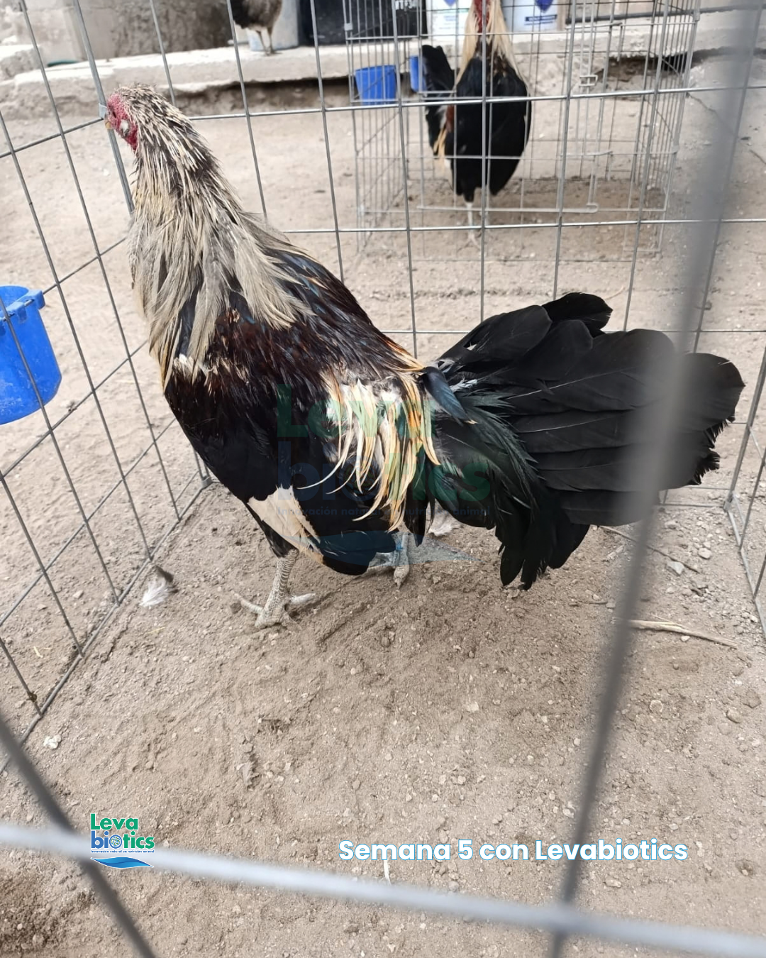 Gallo 2, semana 5