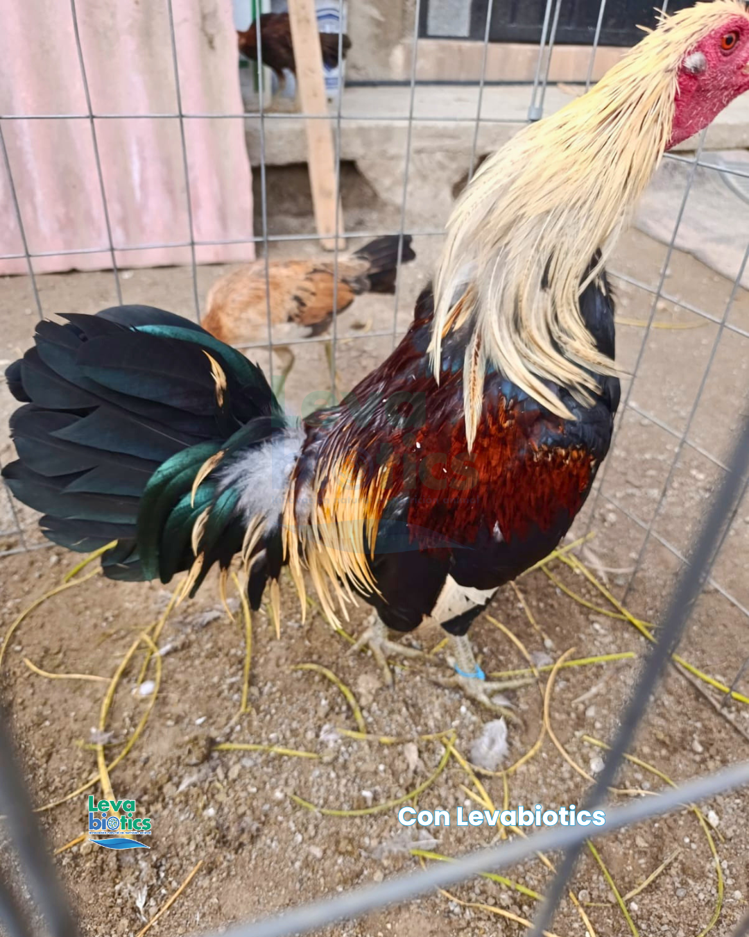 Gallo 1, semana 3