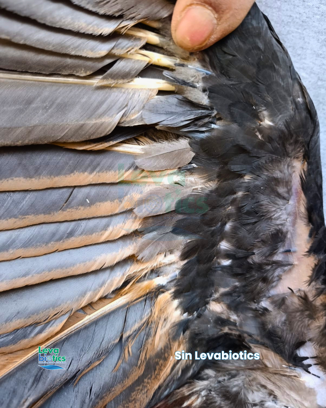 Gallo 5, semana 1