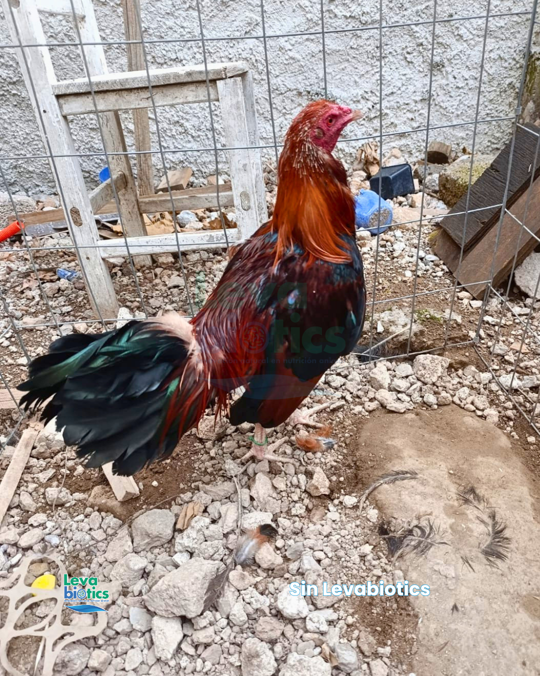 Gallo 5, semana 3