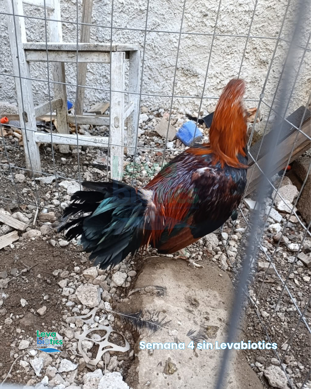 Gallo 5, semana 4