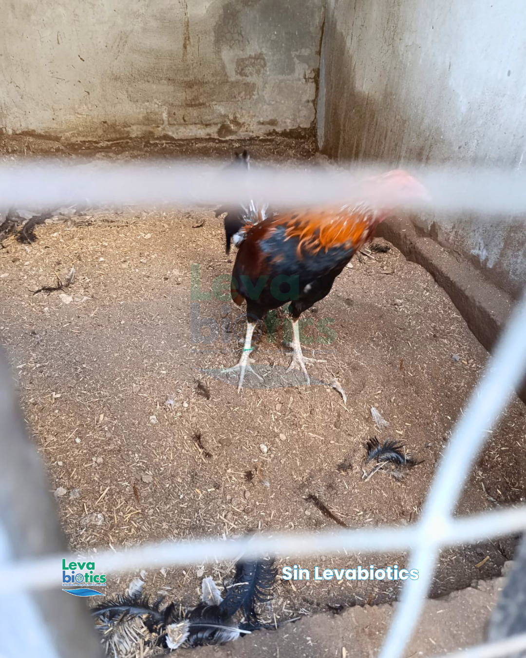 Gallo 6, semana 3