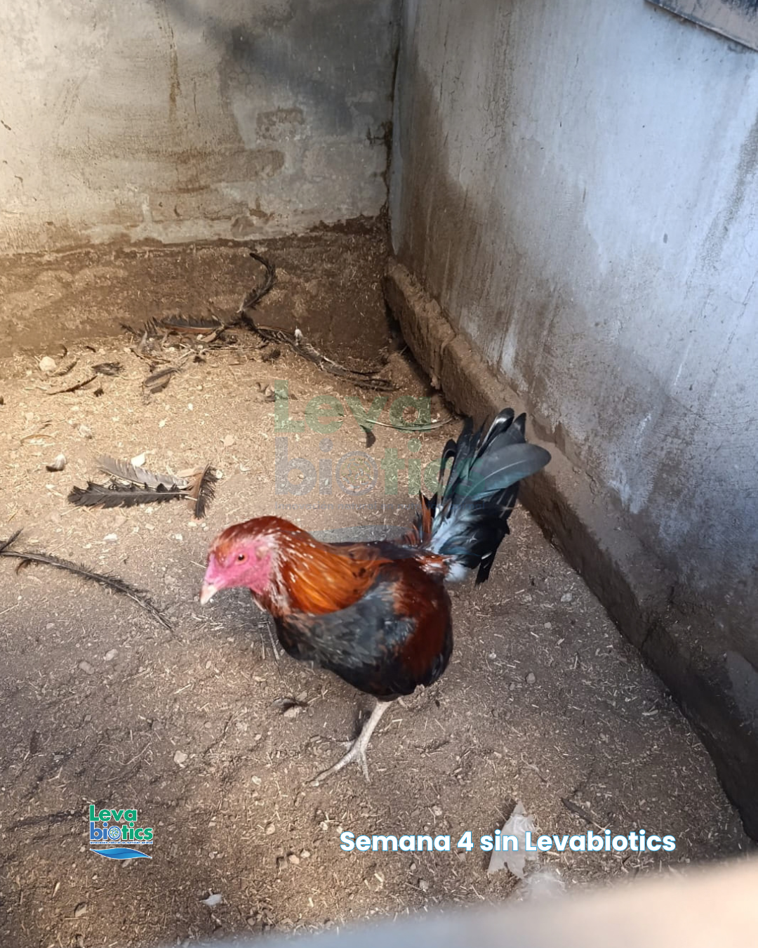 Gallo 6, semana 4