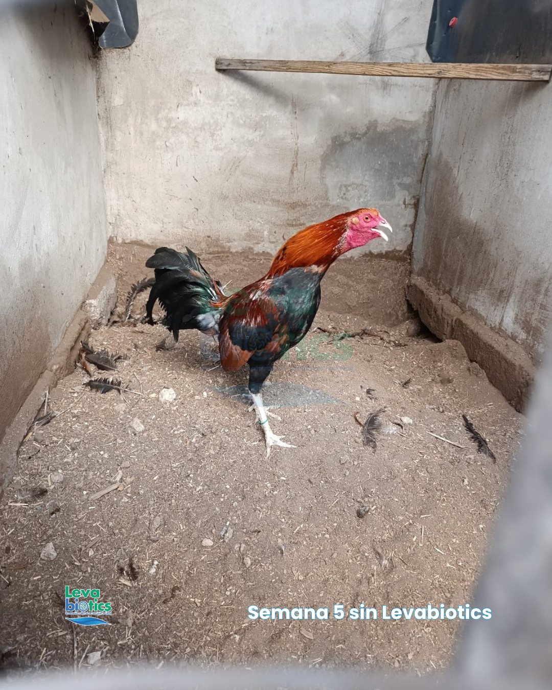 Gallo 6, semana 5