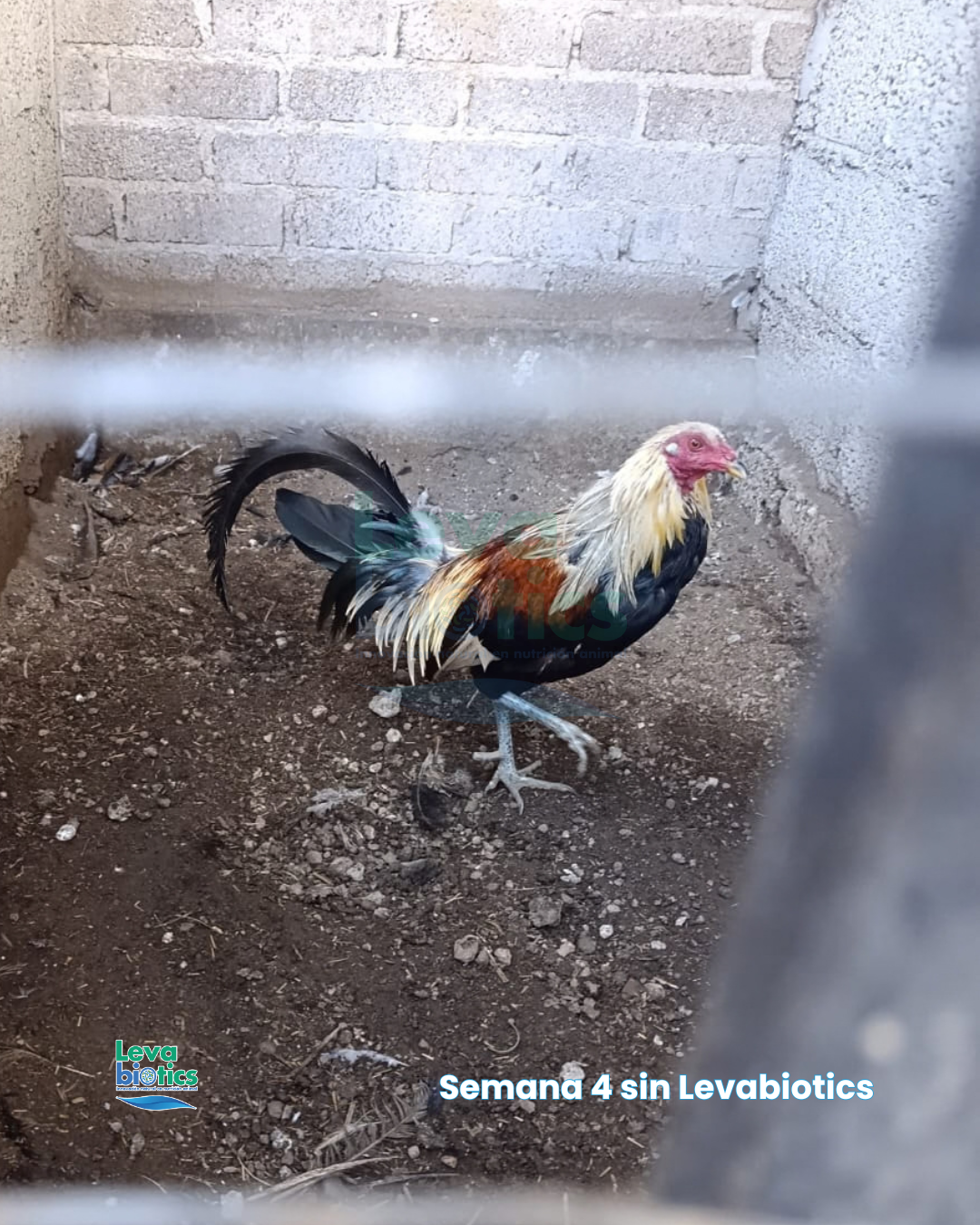 Gallo 7, semana 4